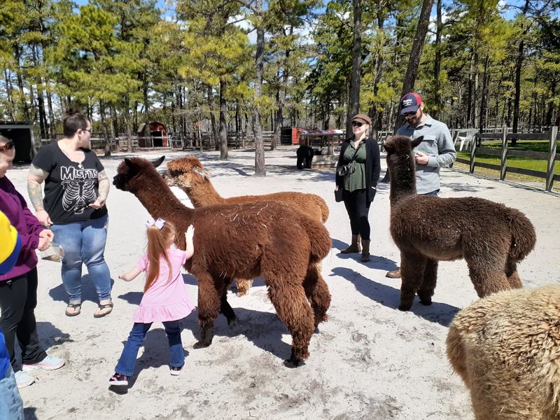 The One-Mile Alpaca Walk That Steals The Show The One-Mile Alpaca Walk That Steals The Show