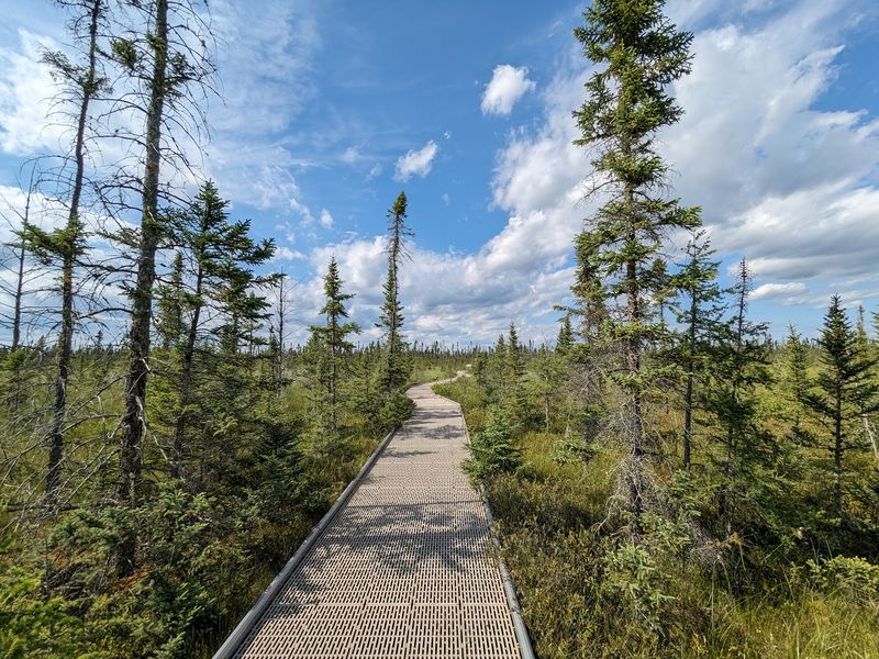 The One-Mile Boardwalk That Changes How You See Nature