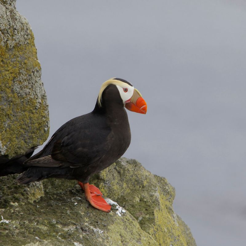 The Orange-Beaked Birds That Steal The Show Each Spring