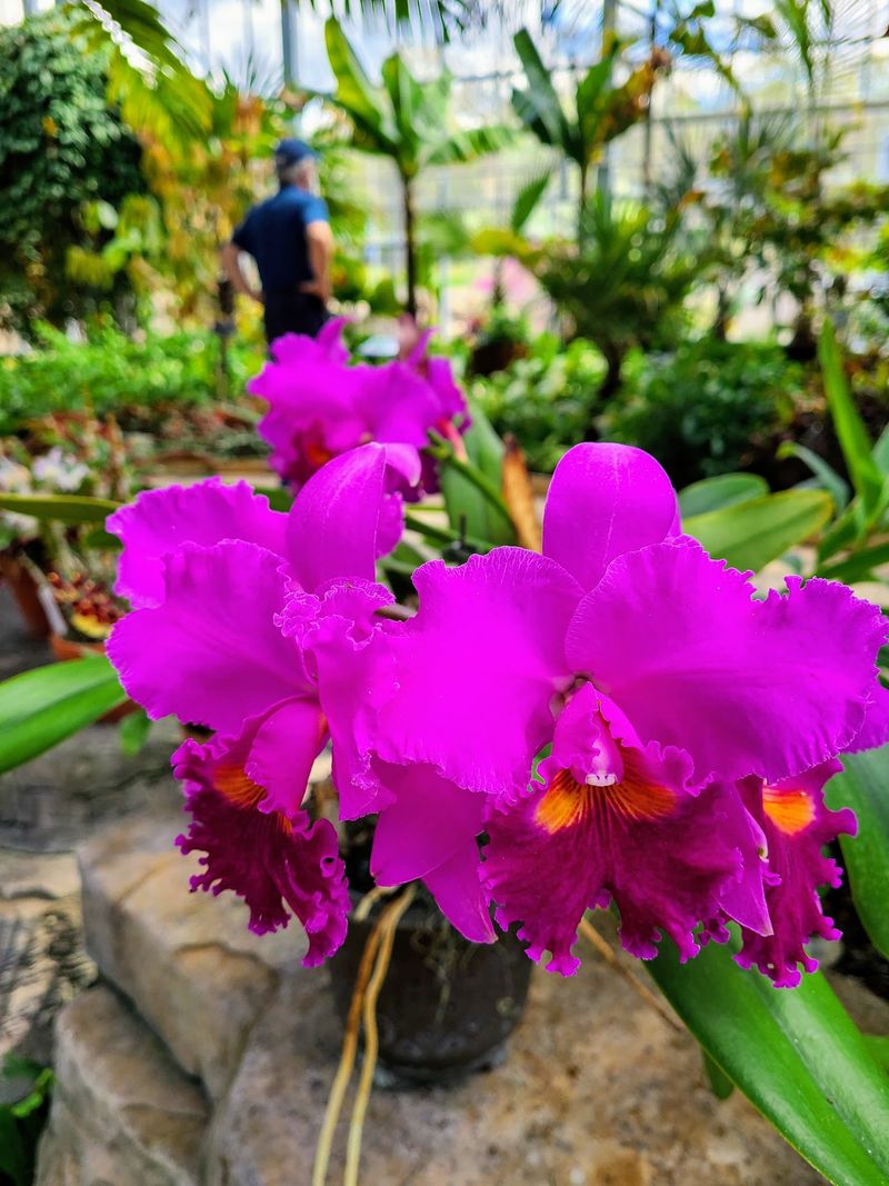 The Orchid Show and Rare Plant Displays The Orchid Show and Rare Plant Displays