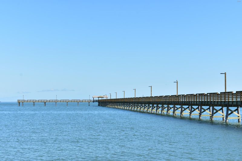 The Oystercatcher Capital of the Coast