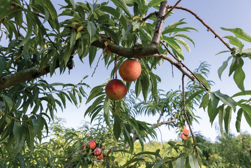 The Peach Story Predates the Festival The Peach Story Predates the Festival