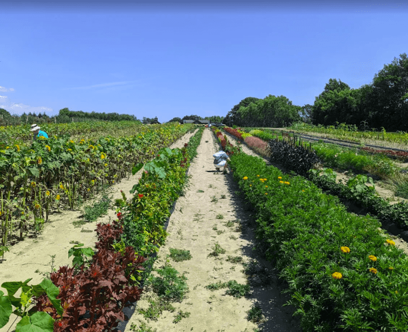 The Pick-Your-Own Fields That Keep People Coming Back The Pick-Your-Own Fields That Keep People Coming Back