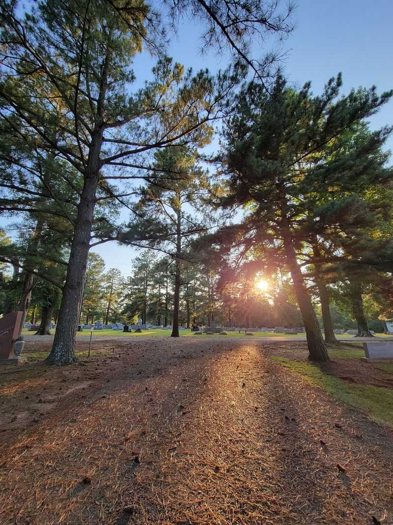 The Pine Trees and Landscape That Set the Scene The Pine Trees and Landscape That Set the Scene