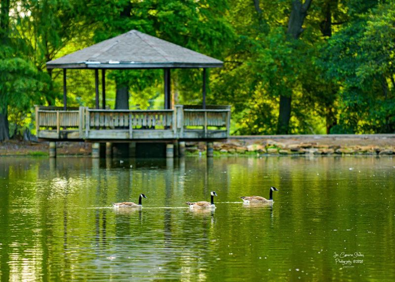 The Pond, the Ducks, and the Waterside Atmosphere The Pond, the Ducks, and the Waterside Atmosphere