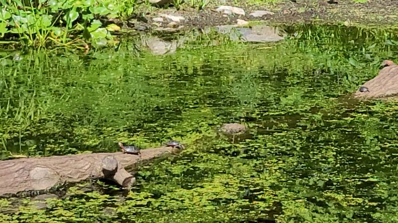 The Pond, the Turtles, and the Little Bridges The Pond, the Turtles, and the Little Bridges