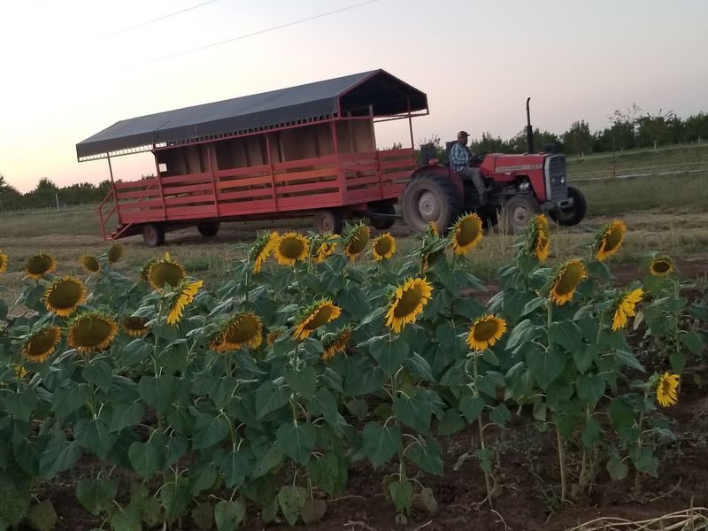 The Pumpkin Patch and Hayride Tradition
