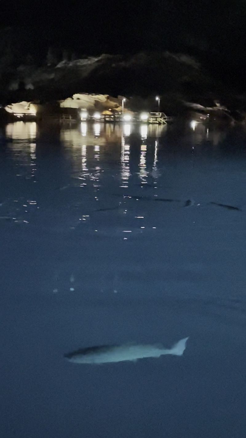 The Rainbow Trout Beneath the Boat The Rainbow Trout Beneath the Boat