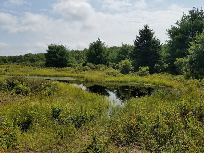 The Rare Glacial Wetlands That Make Scientists Take Notice