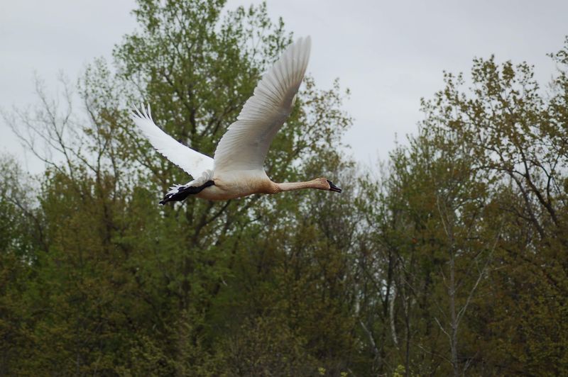 The Refuge's Role as a Migration Hotspot