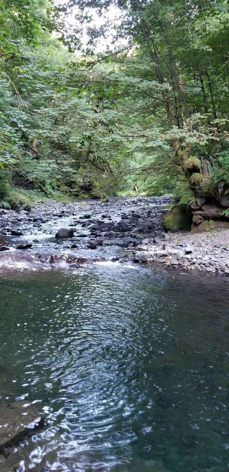 The Salmonberry River Itself: A Waterway Worth the Hike The Salmonberry River Itself: A Waterway Worth the Hike