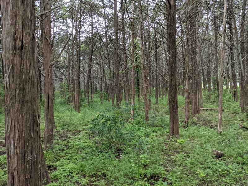 The Science Experiment Behind the Trees