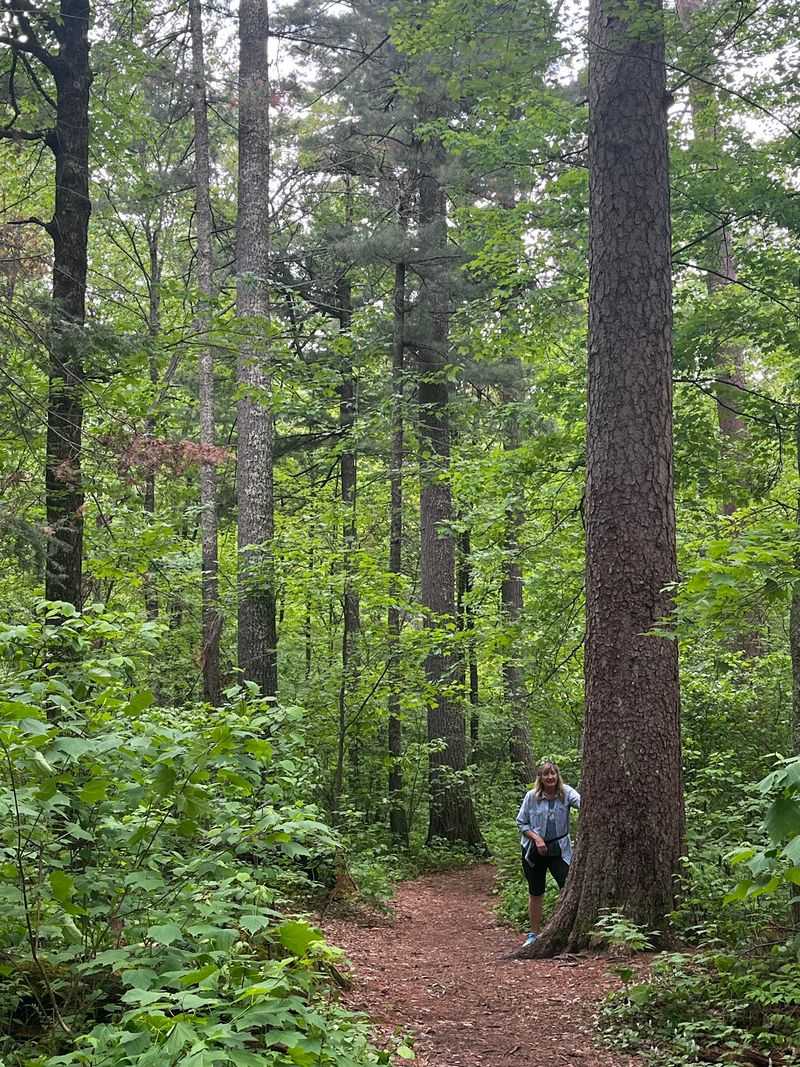 The Sensory Experience of Walking Among Ancient Pines The Sensory Experience of Walking Among Ancient Pines