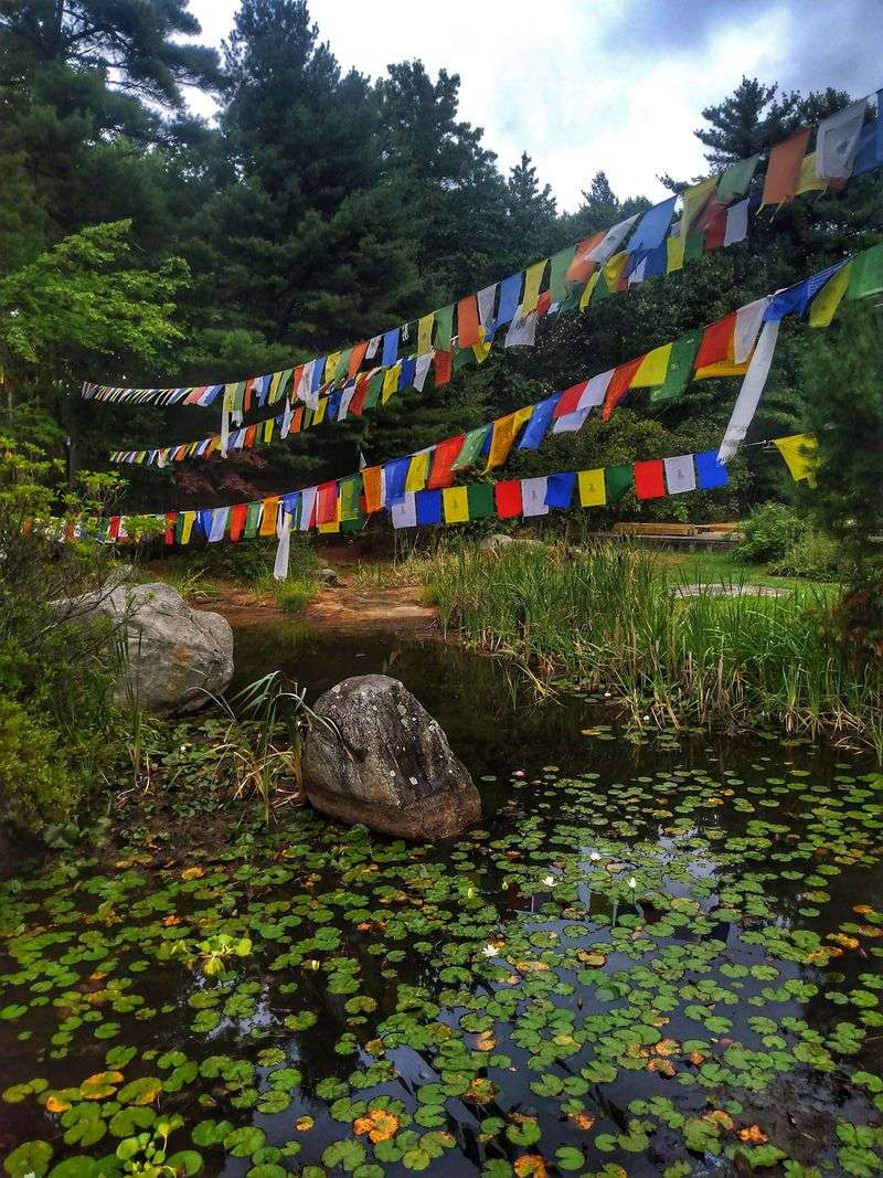 The Serene Pond and Its Quiet Residents The Serene Pond and Its Quiet Residents
