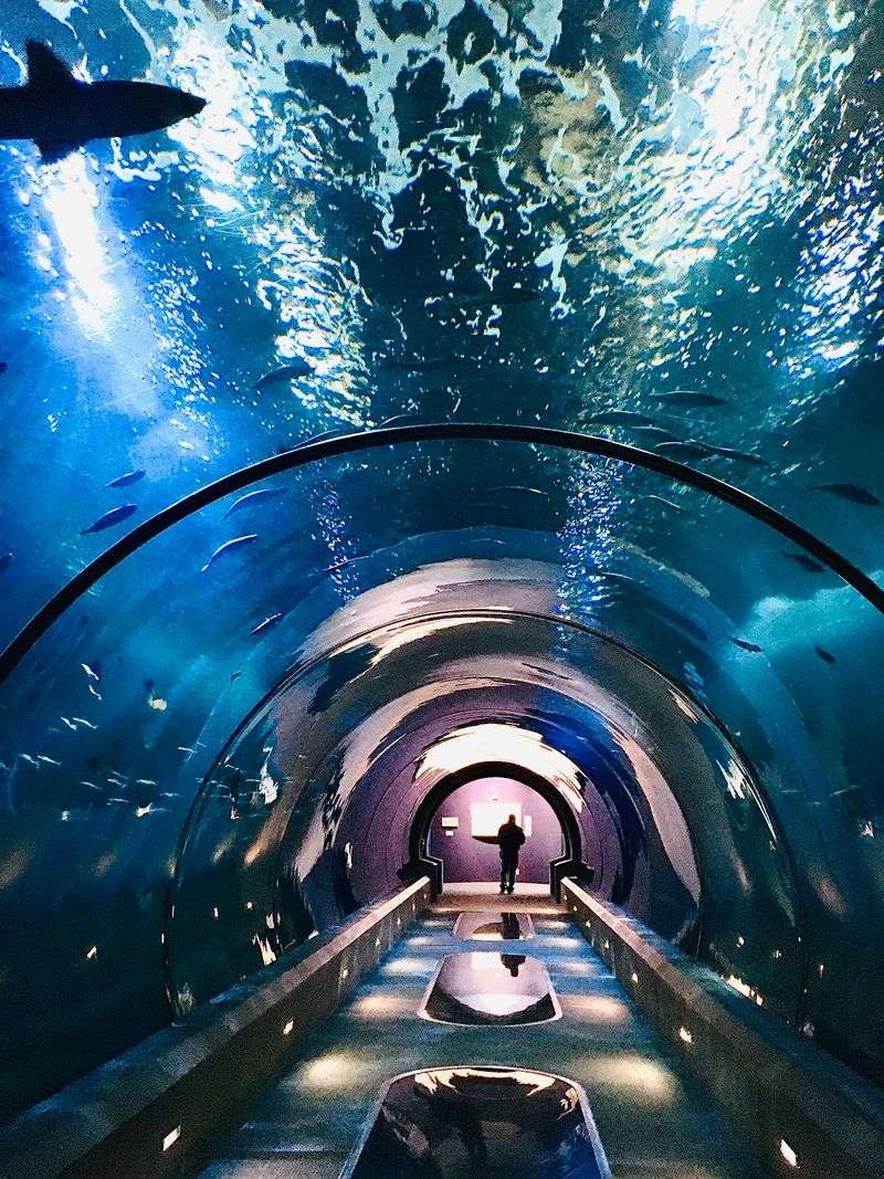 The Shark Tunnel: Walking Beneath the Ocean The Shark Tunnel: Walking Beneath the Ocean