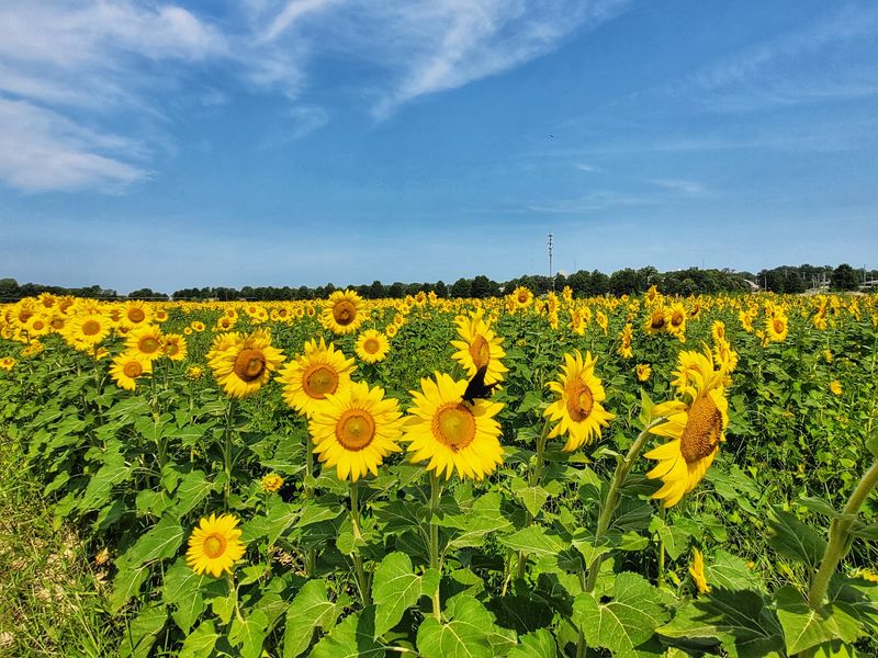 The Short, Fleeting Window of Peak Bloom
