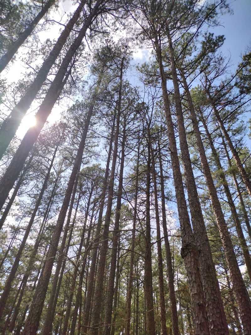 The Silent Sentinels: Missouri's Resilient Pine Forests The Silent Sentinels: Missouri's Resilient Pine Forests