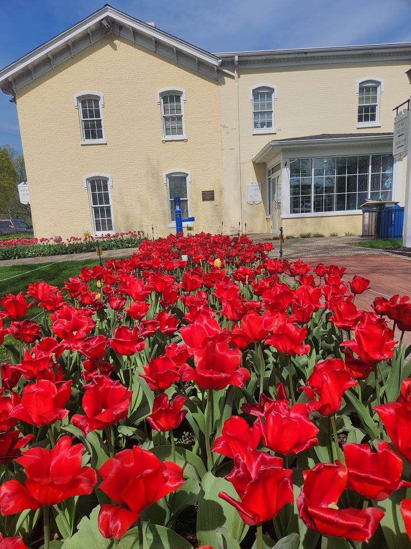 The Spring Tulip Display That Stops People in Their Tracks The Spring Tulip Display That Stops People in Their Tracks