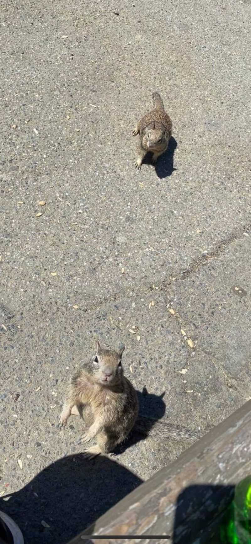 The Squirrels That Demand Tribute