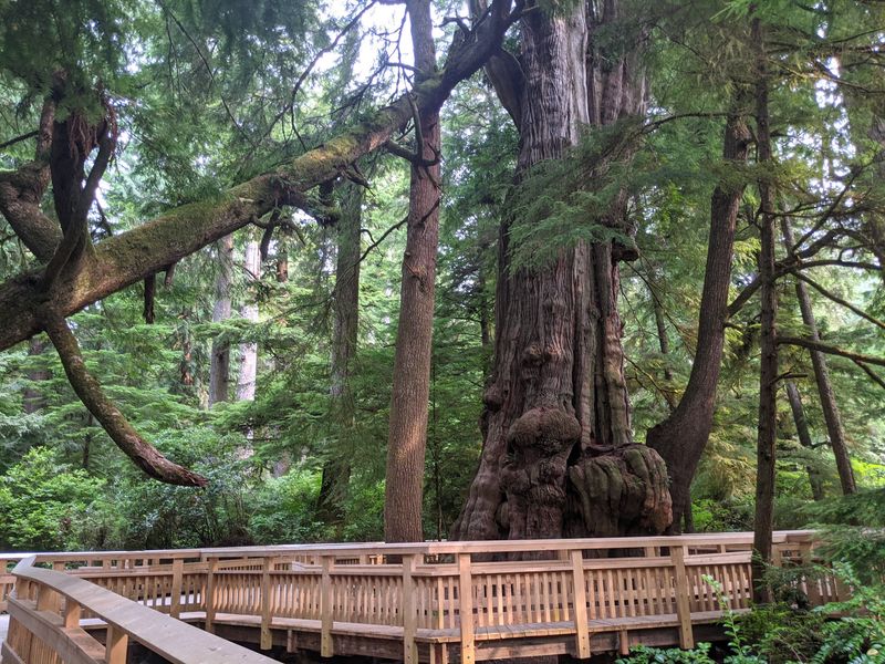 The Star Attraction: An 800-Year-Old Giant