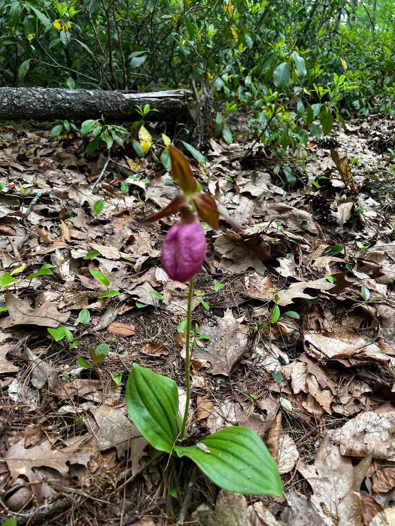 The Star of the Show: Wild Pink Lady Slippers The Star of the Show: Wild Pink Lady Slippers