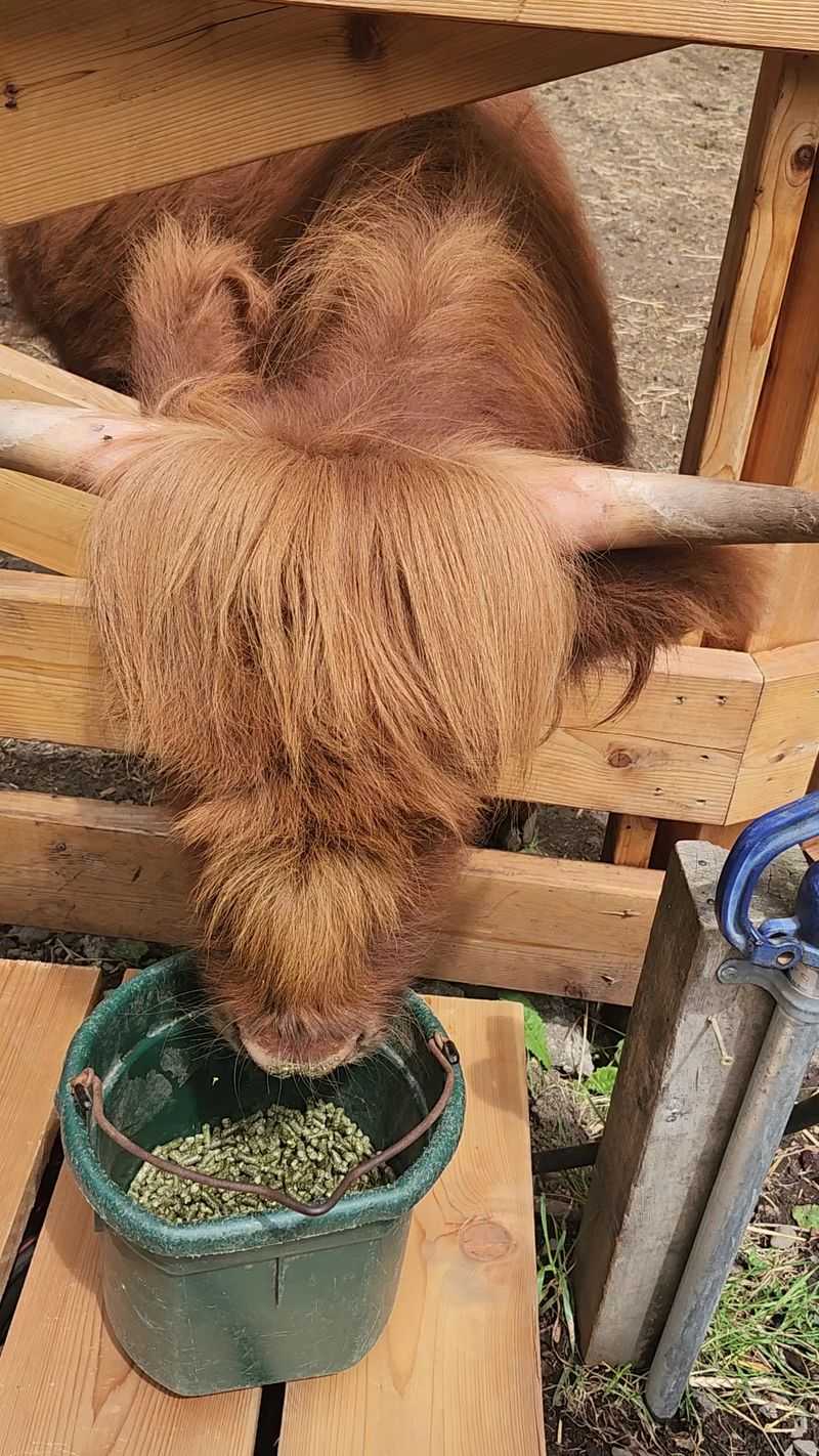 The Stars of the Show: Fluffy Highland Cows