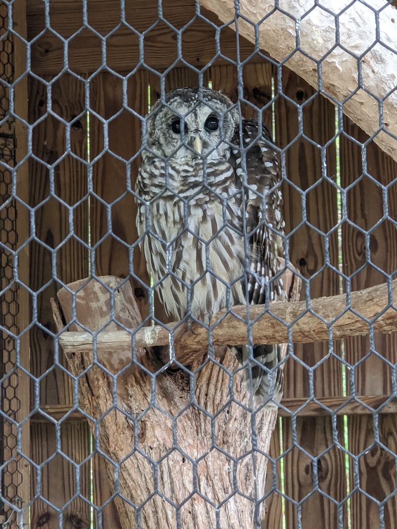 The Story Behind the Rescued Owls The Story Behind the Rescued Owls