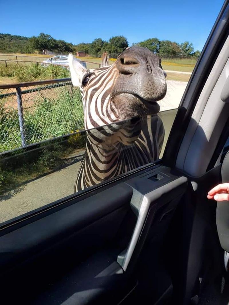 The Story Behind the Safari The Story Behind the Safari