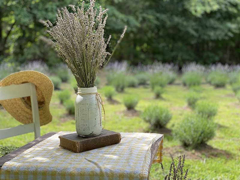 The Story Of A Growing Little Farm