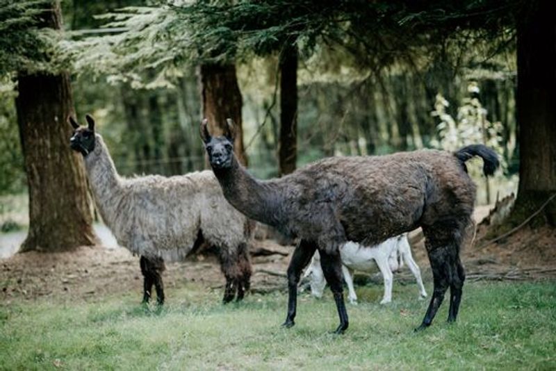 The Story of a Second-Chance Sanctuary