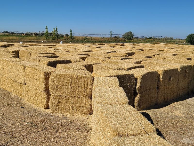 The Straw Maze That Swallowed an Afternoon The Straw Maze That Swallowed an Afternoon