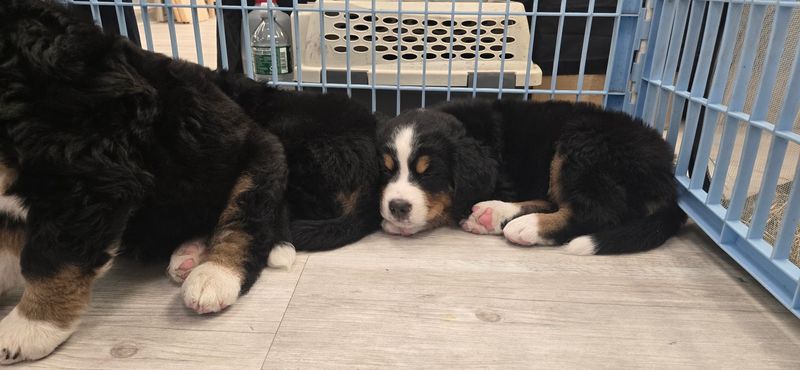 The Studio Dogs That Steal the Show