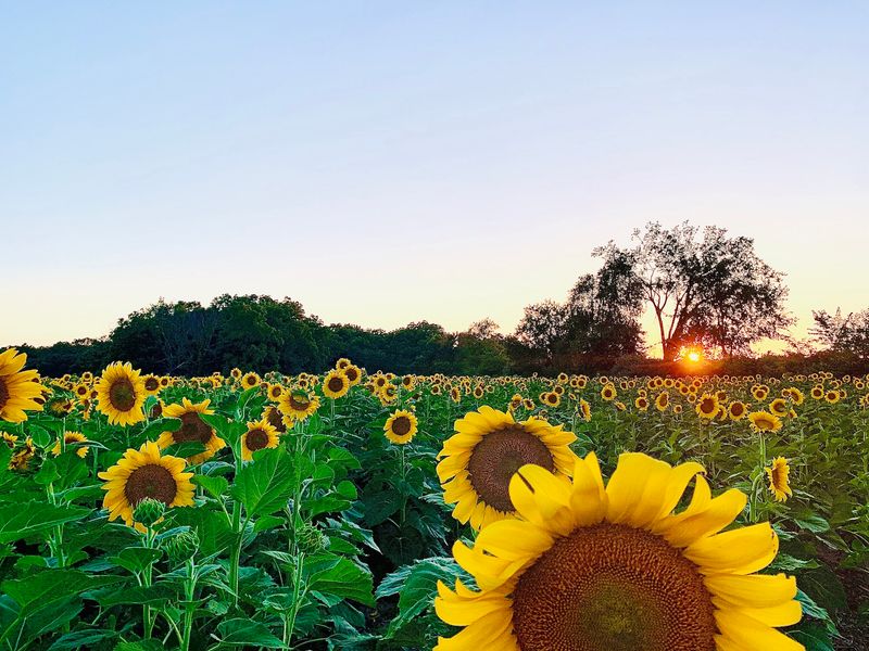 The Sunflower Fields That Stop Traffic Every Summer