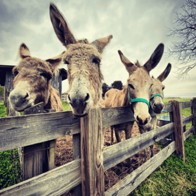 The Sweetest Donkeys on the Property The Sweetest Donkeys on the Property
