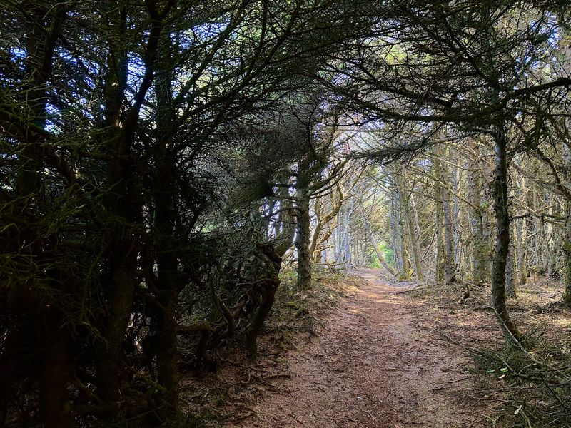 The Trail Layout: What to Expect on the Ground The Trail Layout: What to Expect on the Ground