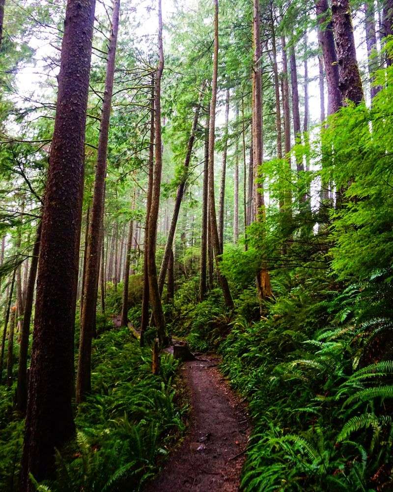 The Trail Through the Ancient Forest The Trail Through the Ancient Forest