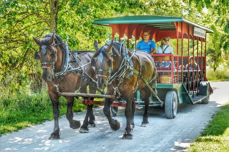 The Train Ride and Horse Trolley as a Way to See It All The Train Ride and Horse Trolley as a Way to See It All