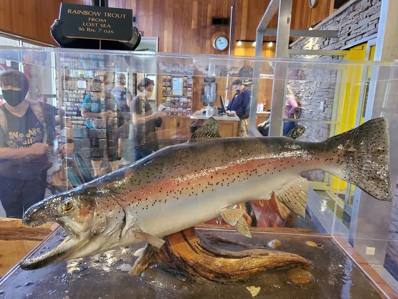 The Trout Everyone Talks About The Trout Everyone Talks About