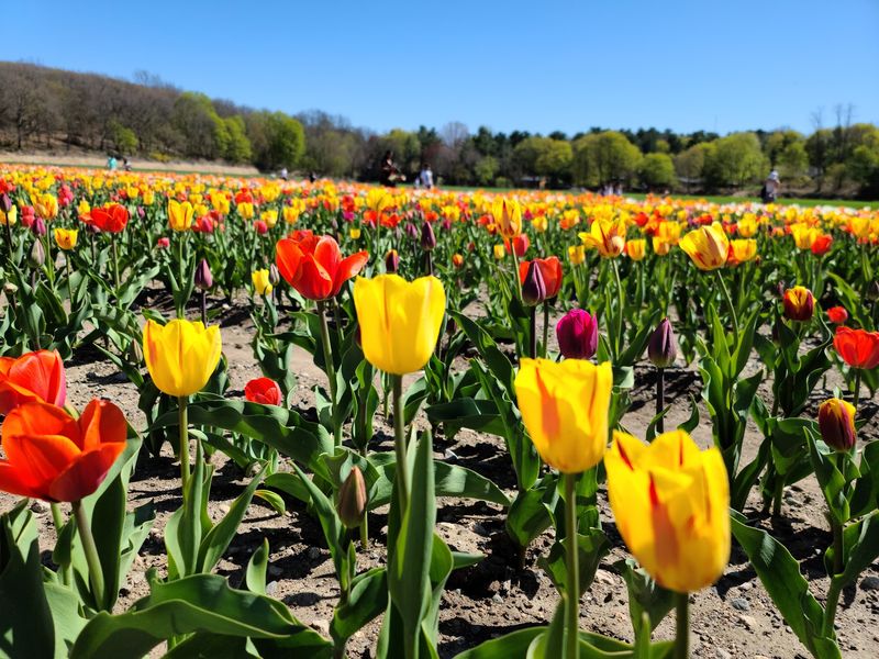 The Tulip Festival Locals Wait For The Tulip Festival Locals Wait For