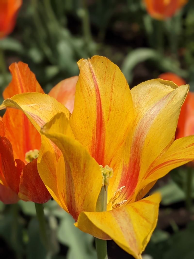 The Tulip Festival That Transforms the Whole Town The Tulip Festival That Transforms the Whole Town
