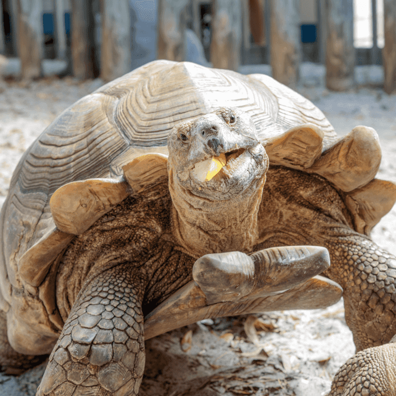 The Turtle Rehabilitation Program That Saves Hundreds Each Year The Turtle Rehabilitation Program That Saves Hundreds Each Year