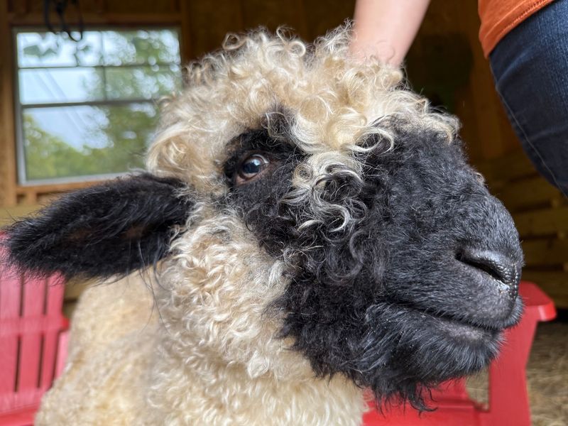 The Valais Blacknose Sheep Add-On The Valais Blacknose Sheep Add-On