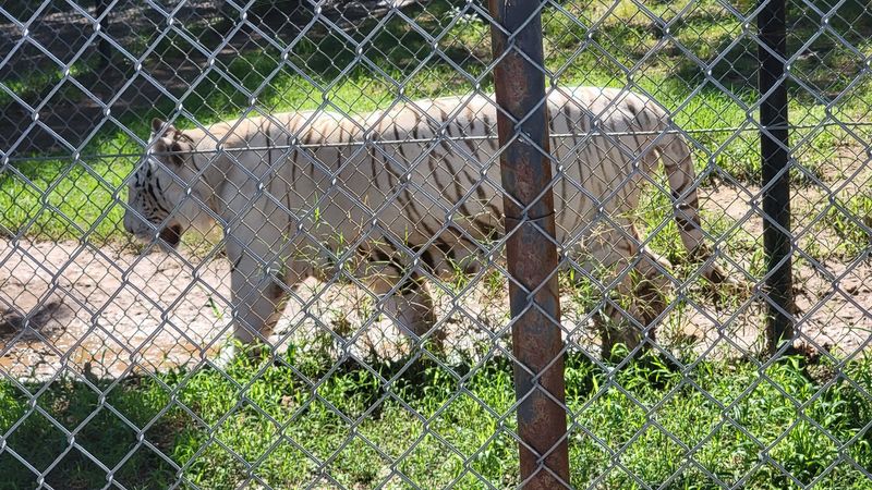 The White Tiger and the Wolves The White Tiger and the Wolves