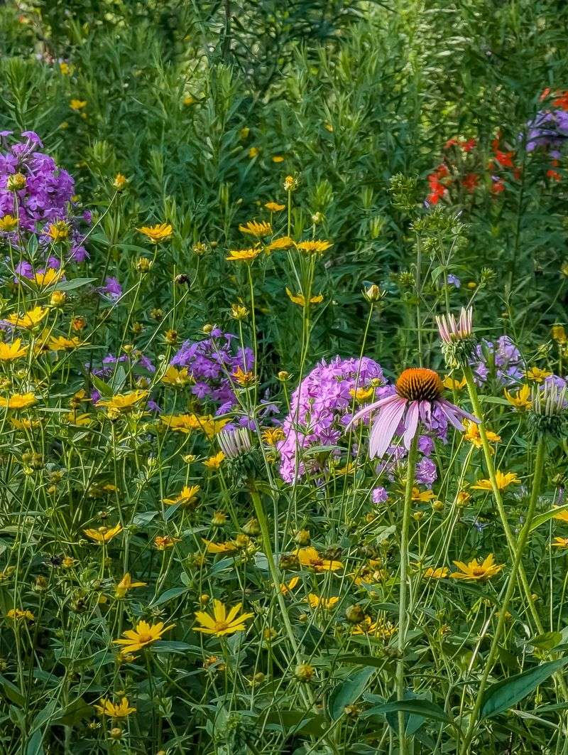 The Whitmire Wildflower Garden Is a Show-Stopper in Every Season The Whitmire Wildflower Garden Is a Show-Stopper in Every Season