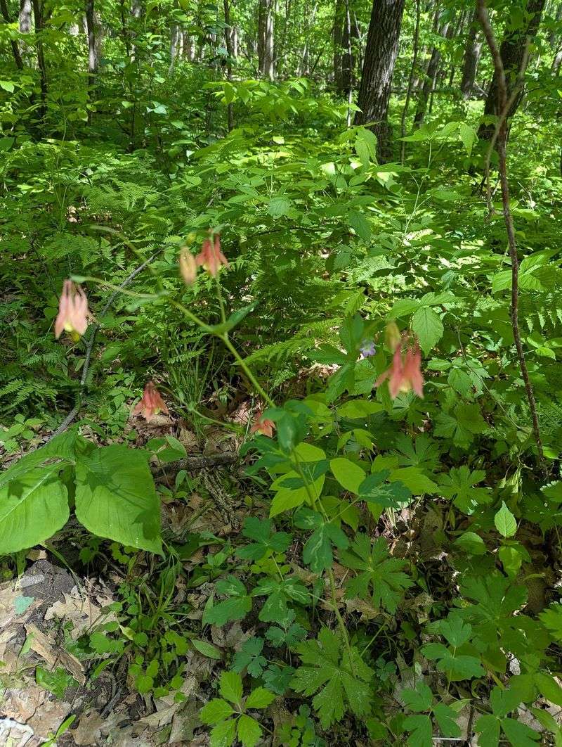The Wildflower That Grows Nowhere Else on Earth The Wildflower That Grows Nowhere Else on Earth