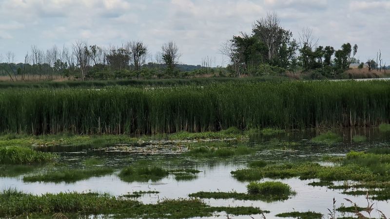 The Wildlife Drive - A Slow Roll Worth Every Minute