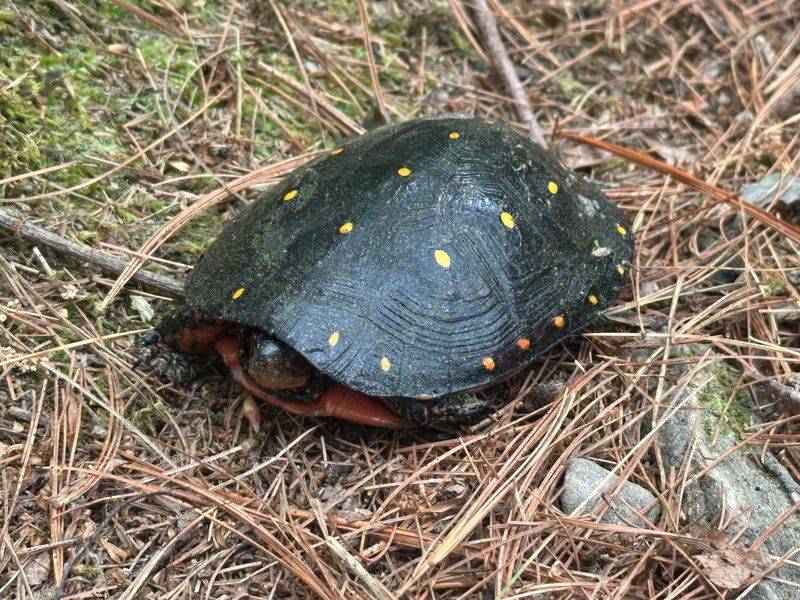 The Wildlife That Calls This Place Home