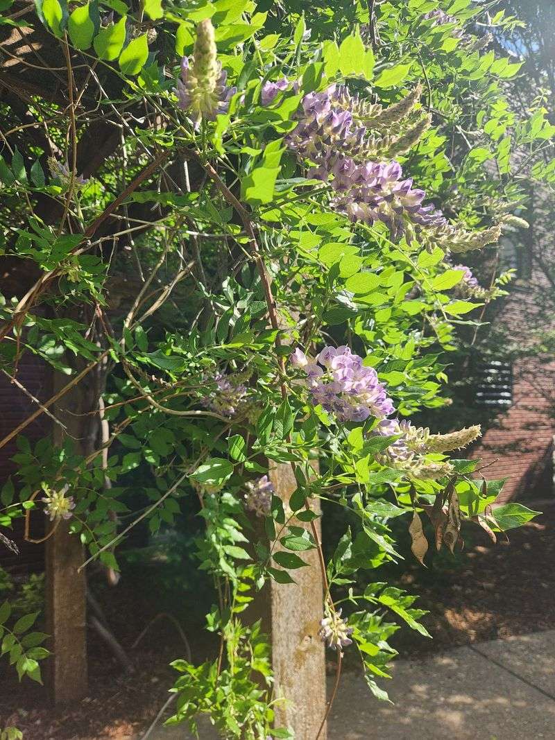 The Wisteria Arbor and the Garden's Most Photogenic Corners The Wisteria Arbor and the Garden's Most Photogenic Corners