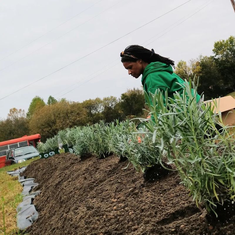 The Woman Behind the Rows The Woman Behind the Rows