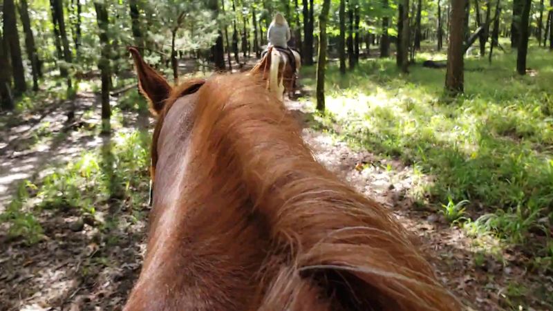 The Wooded Trail Ride Experience The Wooded Trail Ride Experience